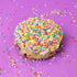 Dot Cookie Box (4 Pack)
